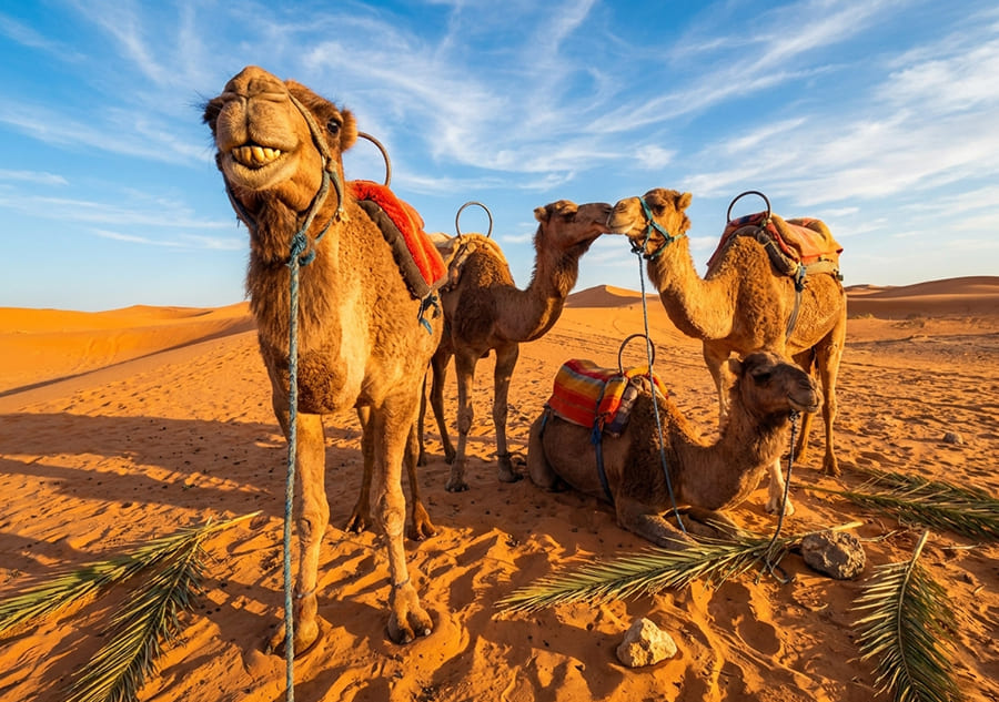 camel-ride-marrakech-bestspot-img4